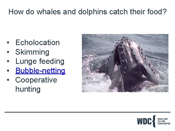 How do whales and dolphins catch their food? • • • Echolocation Skimming Lunge