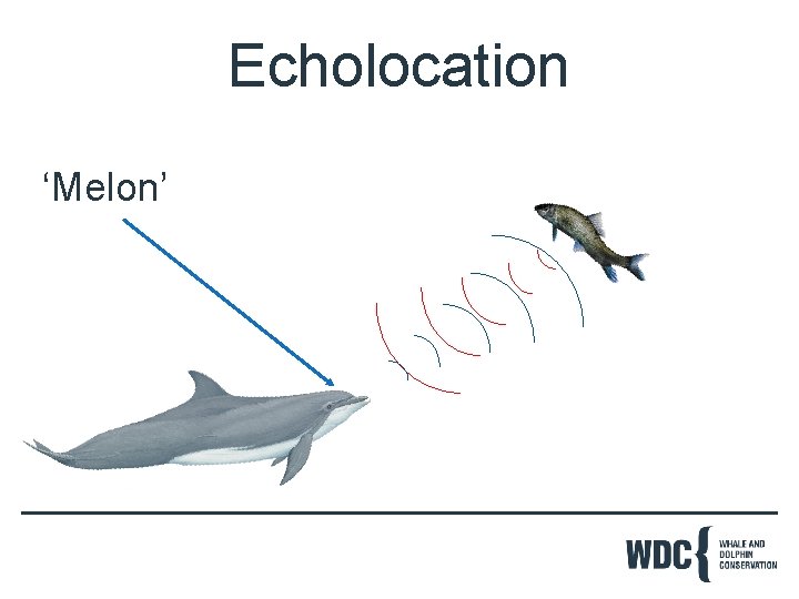 Echolocation ‘Melon’ 