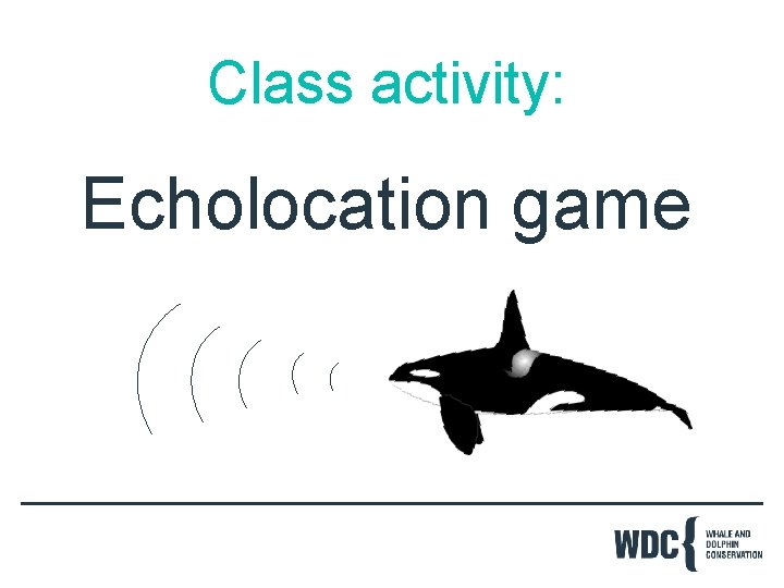 Class activity: Echolocation game 