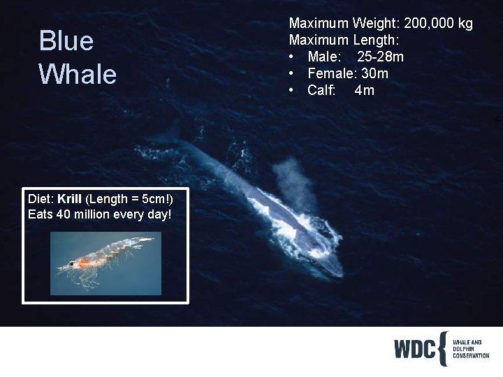 Blue Whale Diet: Krill (Length = 5 cm!) Eats 40 million every day! Maximum