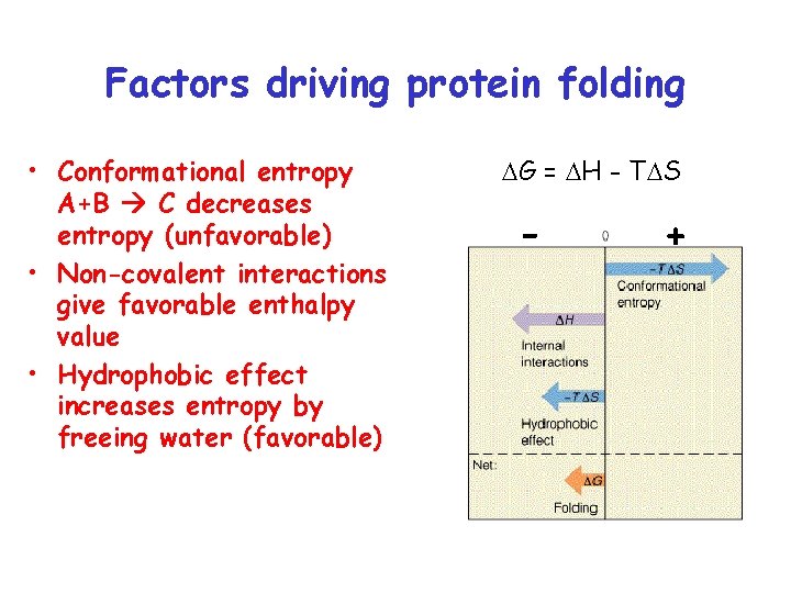 Factors driving protein folding • Conformational entropy A+B C decreases entropy (unfavorable) • Non-covalent