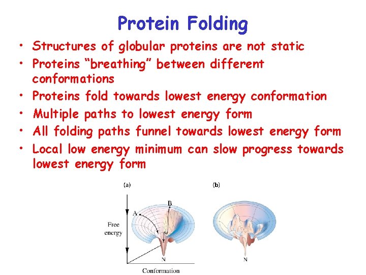 Protein Folding • Structures of globular proteins are not static • Proteins “breathing” between