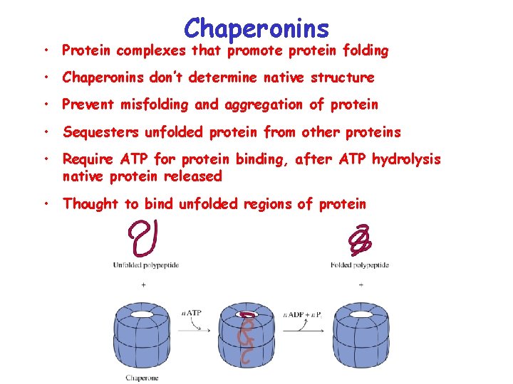 Chaperonins • Protein complexes that promote protein folding • Chaperonins don’t determine native structure