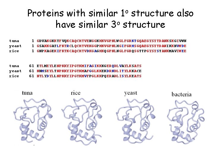Proteins with similar 1 o structure also have similar 3 o structure tuna yeast