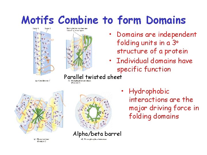 Motifs Combine to form Domains • Domains are independent folding units in a 3