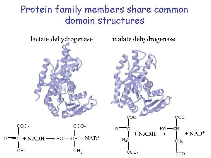 Protein family members share common domain structures lactate dehydrogenase malate dehydrogenase COO- COOO C