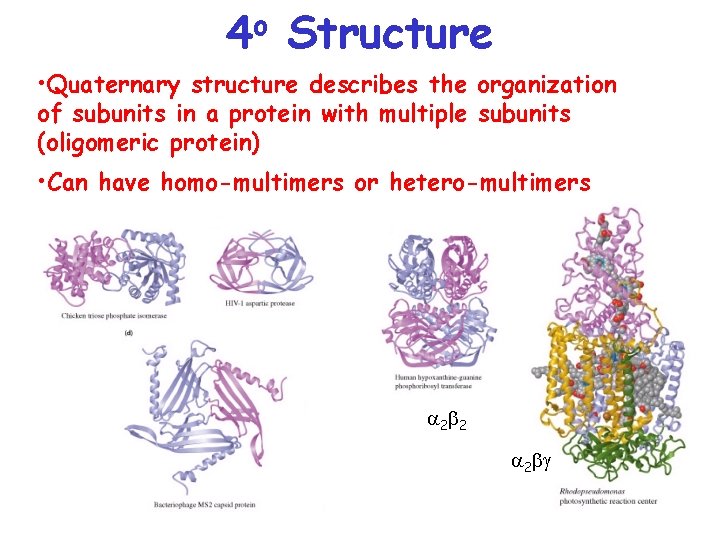 o 4 Structure • Quaternary structure describes the organization of subunits in a protein