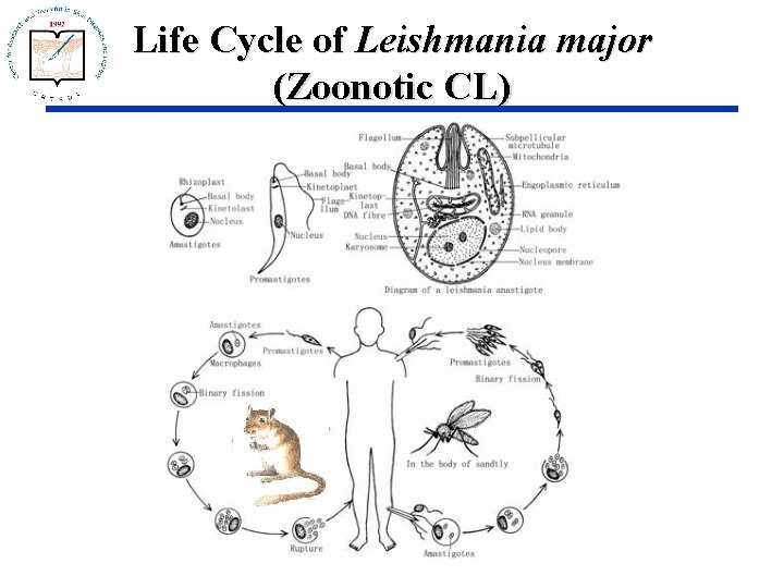 Life Cycle of Leishmania major (Zoonotic CL) 
