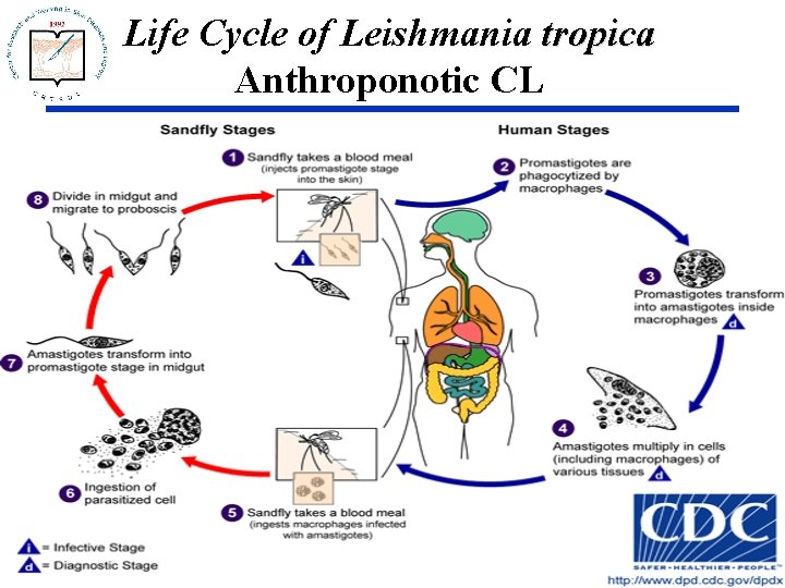Life Cycle of Leishmania tropica Anthroponotic CL 
