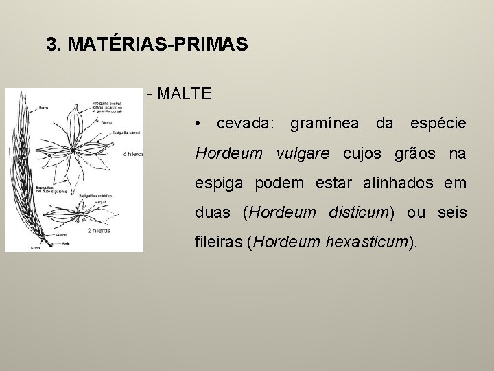 3. MATÉRIAS-PRIMAS - MALTE • cevada: gramínea da espécie Hordeum vulgare cujos grãos na