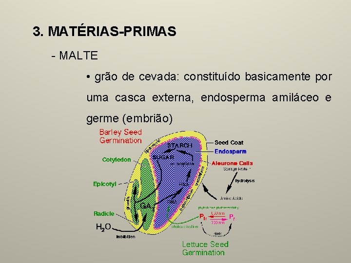 3. MATÉRIAS-PRIMAS - MALTE • grão de cevada: constituído basicamente por uma casca externa,