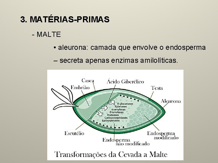 3. MATÉRIAS-PRIMAS - MALTE • aleurona: camada que envolve o endosperma – secreta apenas
