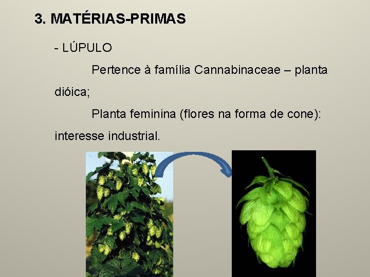 3. MATÉRIAS-PRIMAS - LÚPULO Pertence à família Cannabinaceae – planta dióica; Planta feminina (flores