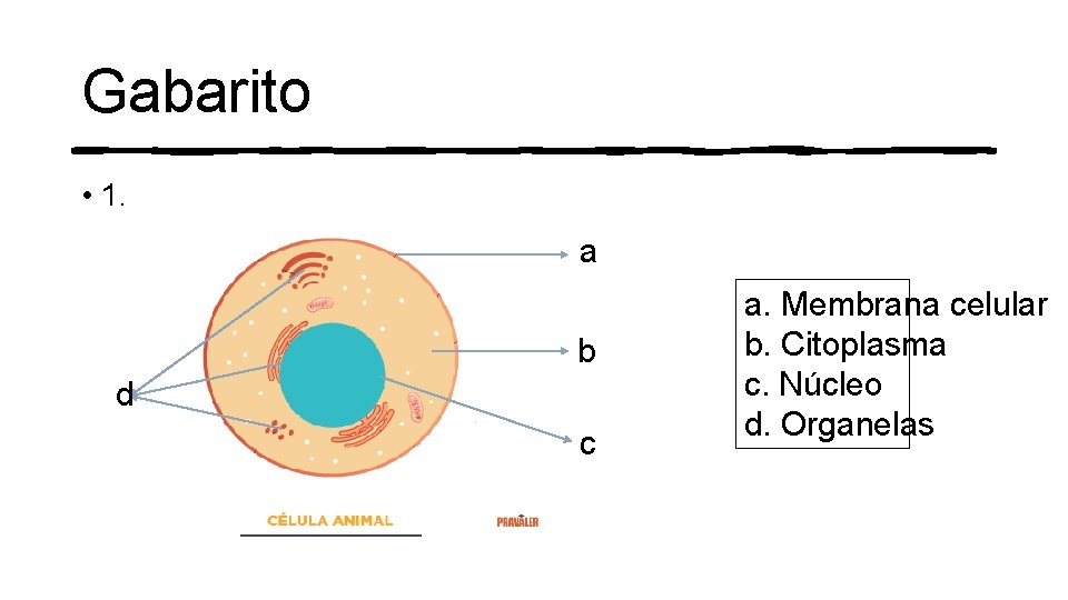 Gabarito • 1. a b d c a. Membrana celular b. Citoplasma c. Núcleo