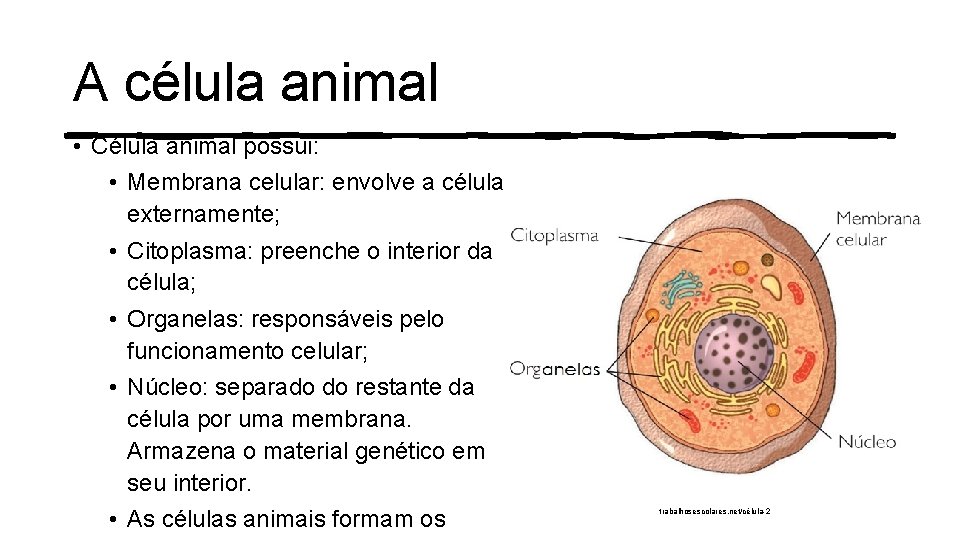 A célula animal • Célula animal possui: • Membrana celular: envolve a célula externamente;