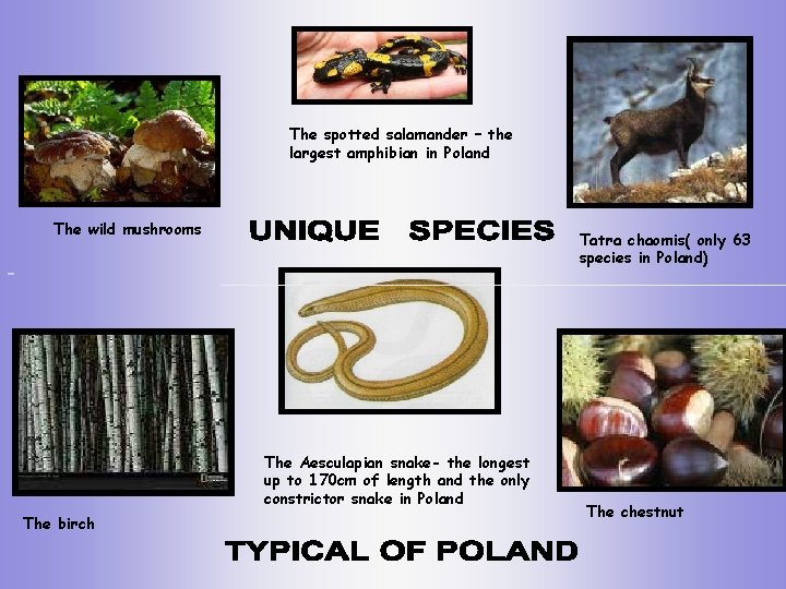 The spotted salamander – the largest amphibian in Poland The wild mushrooms Tatra chaomis(