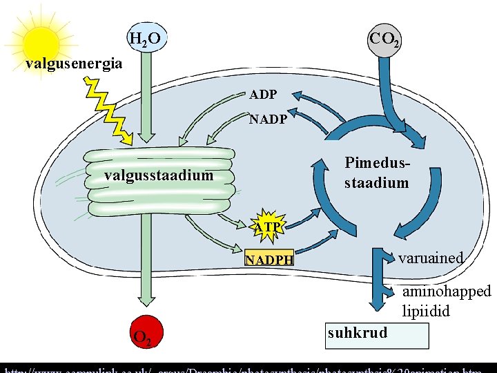 H 2 O CO 2 valgusenergia ADP NADP Pimedusstaadium valgusstaadium ATP varuained NADPH aminohapped