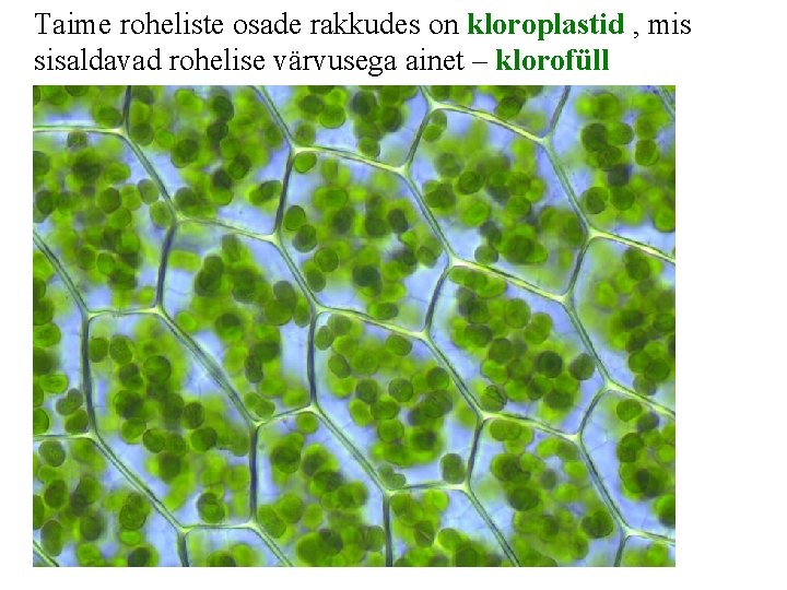 Taime roheliste osade rakkudes on kloroplastid , mis sisaldavad rohelise värvusega ainet – klorofüll