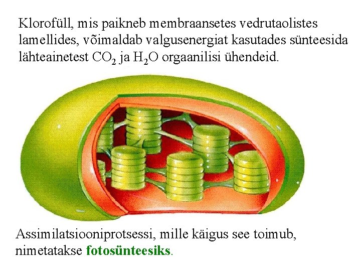 Klorofüll, mis paikneb membraansetes vedrutaolistes lamellides, võimaldab valgusenergiat kasutades sünteesida lähteainetest CO 2 ja