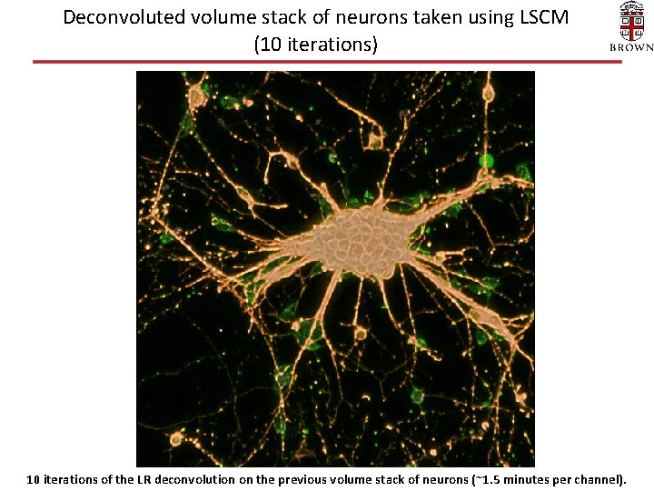 Deconvoluted volume stack of neurons taken using LSCM (10 iterations) 10 iterations of the Deconvoluted volume stack of neurons taken using LSCM (10 iterations) 10 iterations of the