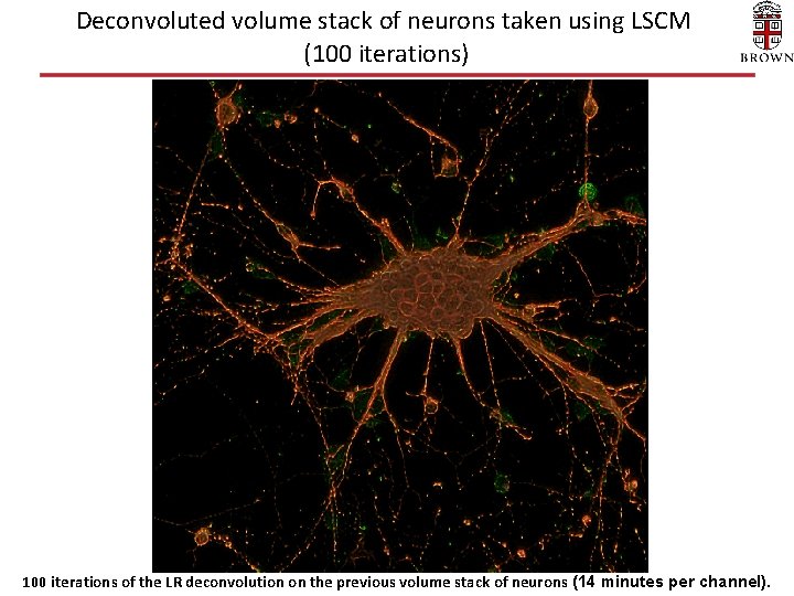 Deconvoluted volume stack of neurons taken using LSCM (100 iterations) 100 iterations of the Deconvoluted volume stack of neurons taken using LSCM (100 iterations) 100 iterations of the