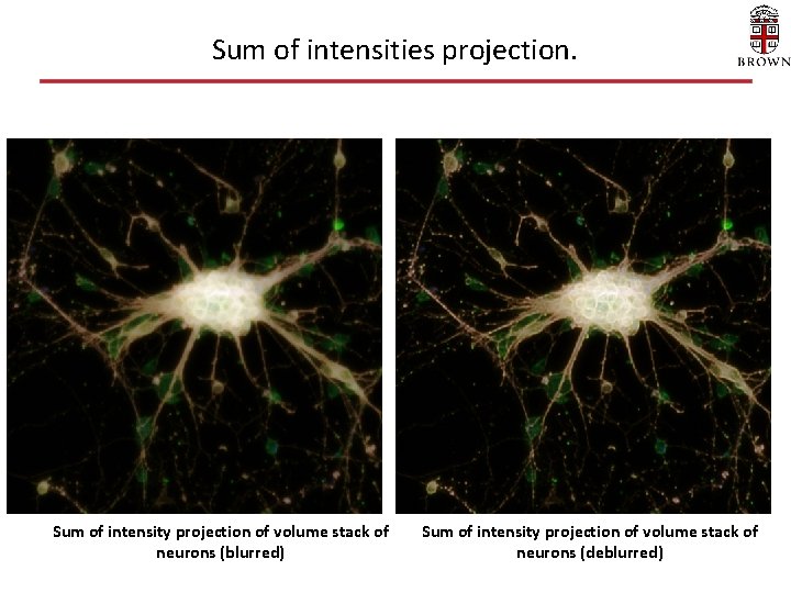 Sum of intensities projection. Sum of intensity projection of volume stack of neurons (blurred) Sum of intensities projection. Sum of intensity projection of volume stack of neurons (blurred)