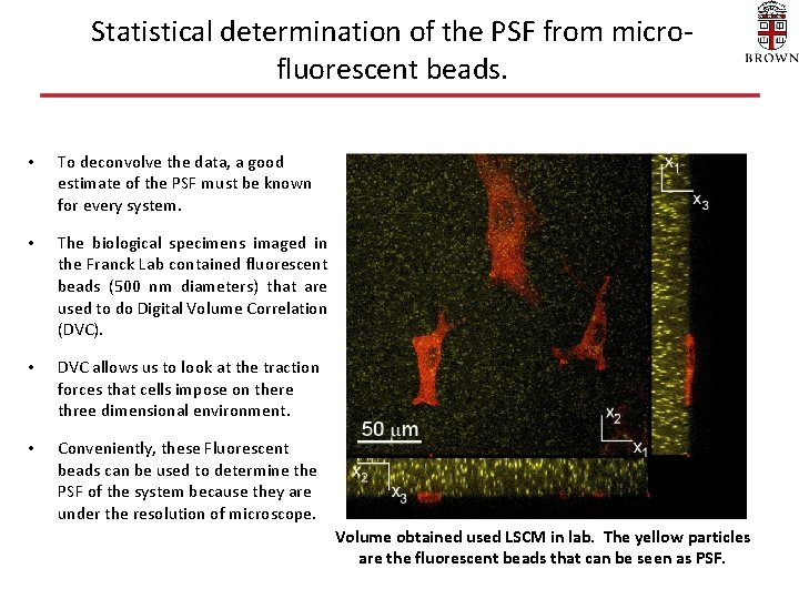Statistical determination of the PSF from microfluorescent beads. • To deconvolve the data, a Statistical determination of the PSF from microfluorescent beads. • To deconvolve the data, a