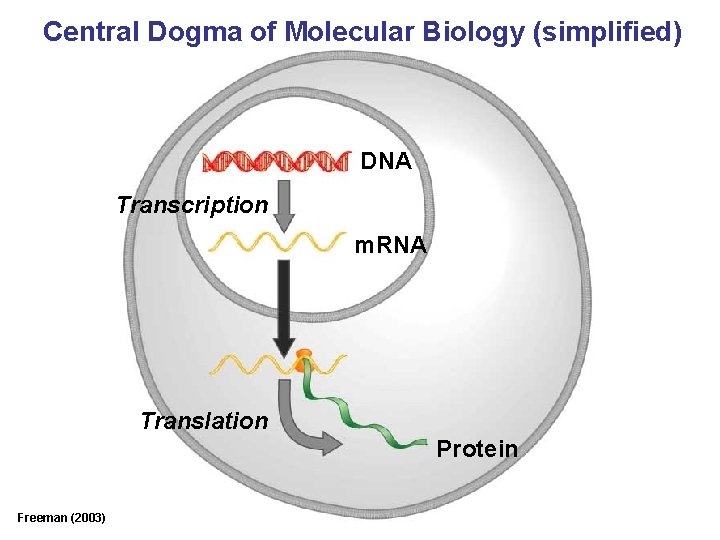 Central Dogma of Molecular Biology (simplified) DNA Transcription m. RNA Translation Protein Freeman (2003)