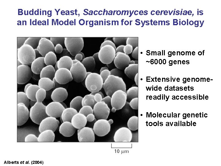 Budding Yeast, Saccharomyces cerevisiae, is an Ideal Model Organism for Systems Biology • Small