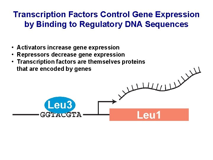 Transcription Factors Control Gene Expression by Binding to Regulatory DNA Sequences • Activators increase