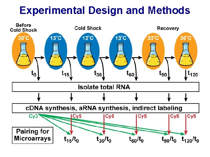 Experimental Design and Methods 