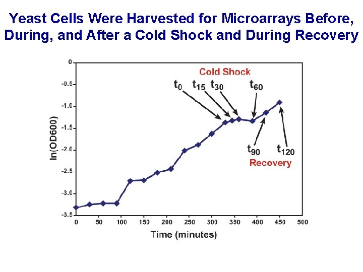 Yeast Cells Were Harvested for Microarrays Before, During, and After a Cold Shock and