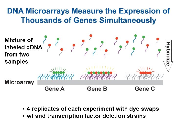 Mixture of labeled c. DNA from two samples • 4 replicates of each experiment