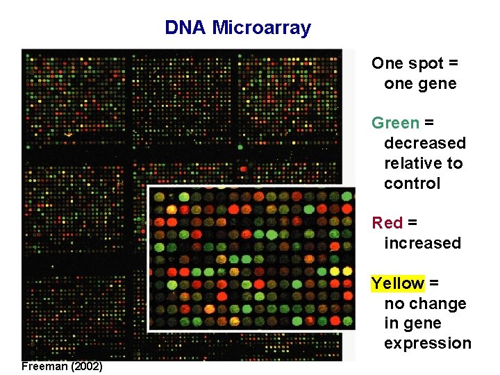 DNA Microarray One spot = one gene Green = decreased relative to control Red