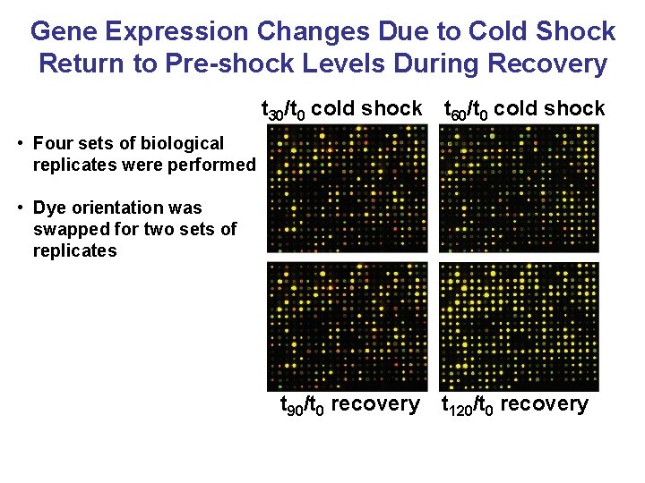 Gene Expression Changes Due to Cold Shock Return to Pre-shock Levels During Recovery t