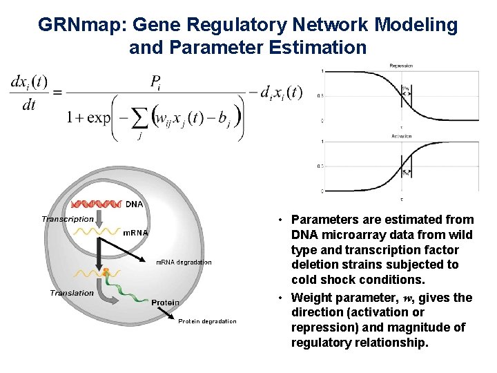 GRNmap: Gene Regulatory Network Modeling and Parameter Estimation • Parameters are estimated from DNA