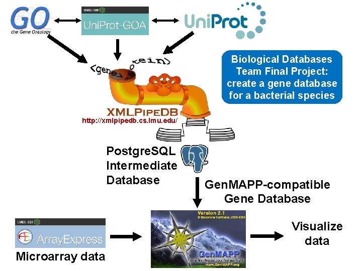 Biological Databases Team Final Project: create a gene database for a bacterial species http: