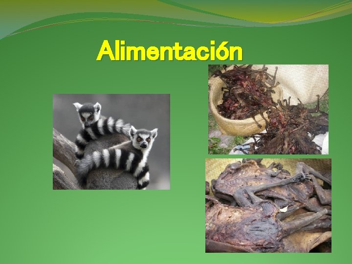 Alimentación 