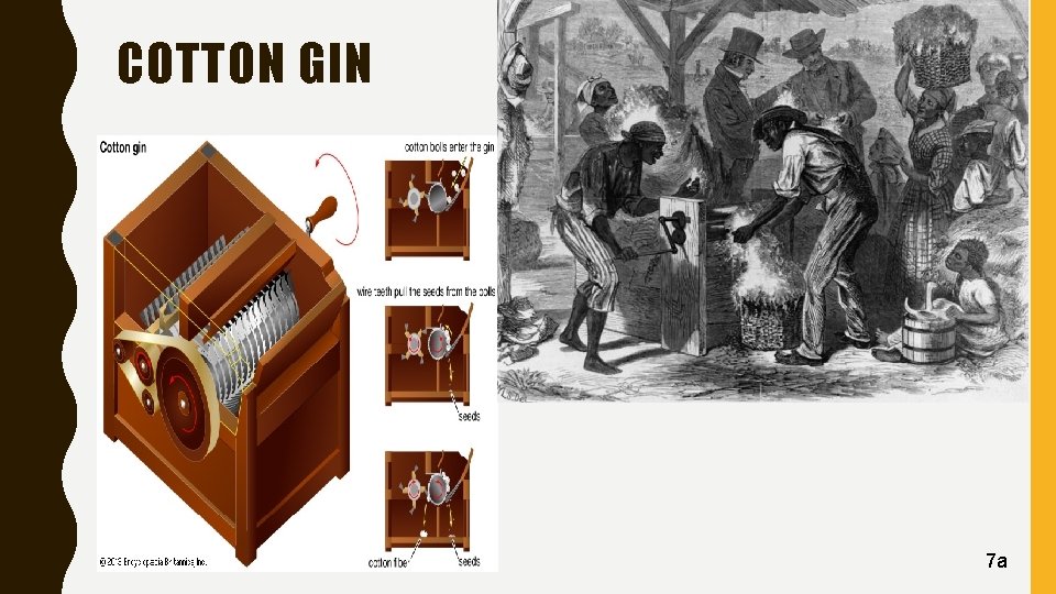 COTTON GIN 7 a 