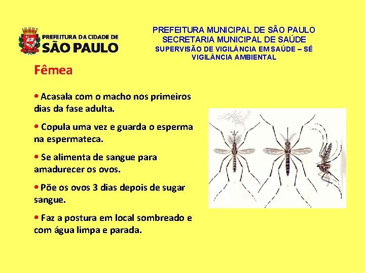 PREFEITURA MUNICIPAL DE SÃO PAULO SECRETARIA MUNICIPAL DE SAÚDE Fêmea SUPERVISÃO DE VIGIL NCIA PREFEITURA MUNICIPAL DE SÃO PAULO SECRETARIA MUNICIPAL DE SAÚDE Fêmea SUPERVISÃO DE VIGIL NCIA