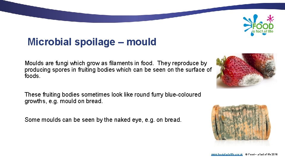 Microbial spoilage – mould Moulds are fungi which grow as filaments in food. They