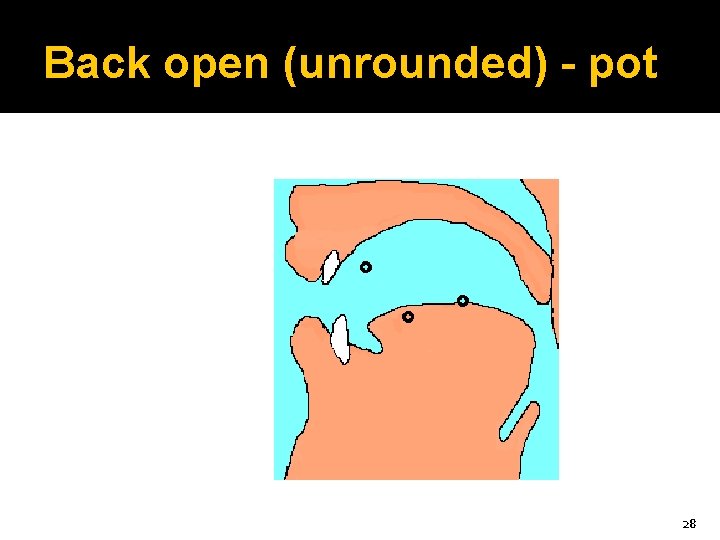 Back open (unrounded) - pot 28 