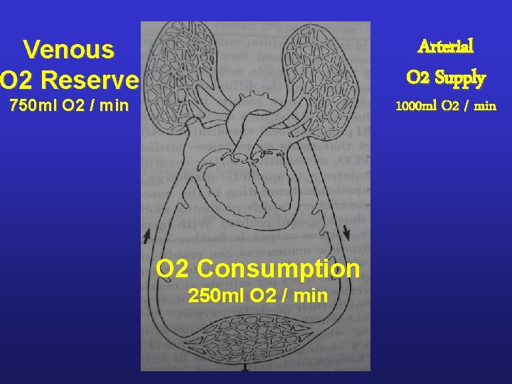 Arterial O 2 Supply Venous O 2 Reserve 750 ml O 2 / min