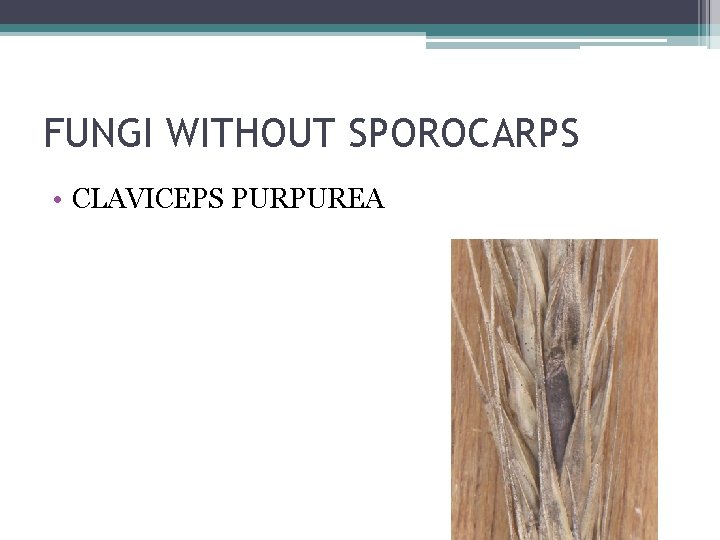 FUNGI WITHOUT SPOROCARPS • CLAVICEPS PURPUREA 