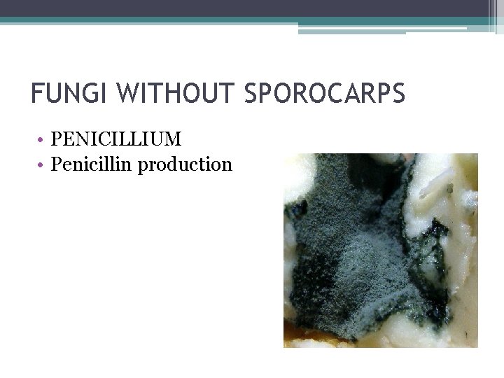 FUNGI WITHOUT SPOROCARPS • PENICILLIUM • Penicillin production 