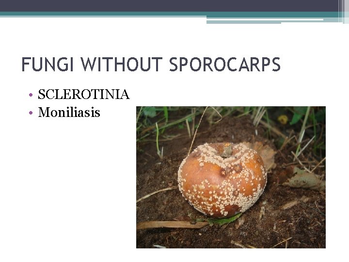 FUNGI WITHOUT SPOROCARPS • SCLEROTINIA • Moniliasis 