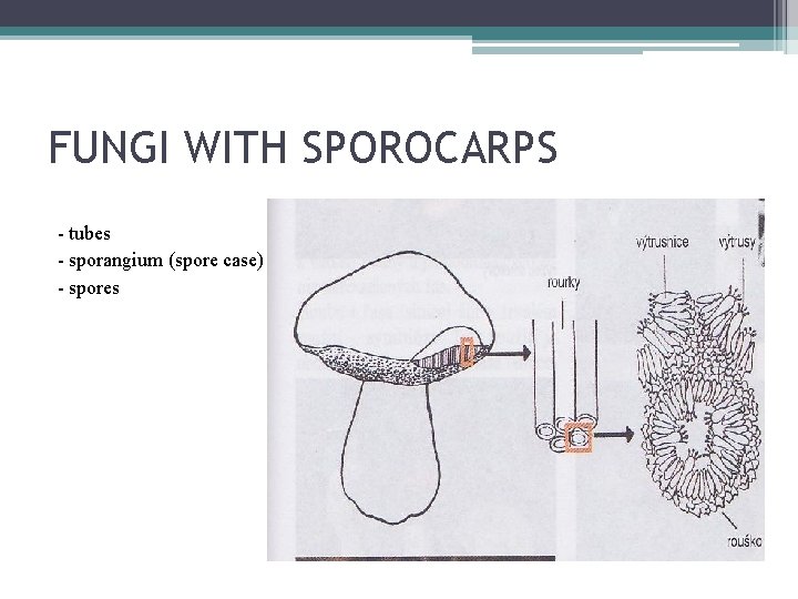 FUNGI WITH SPOROCARPS - tubes - sporangium (spore case) - spores 