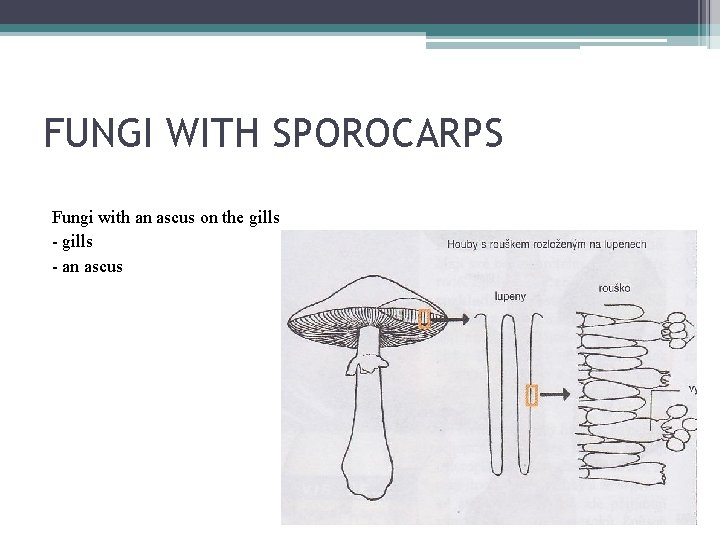 FUNGI WITH SPOROCARPS Fungi with an ascus on the gills - an ascus 