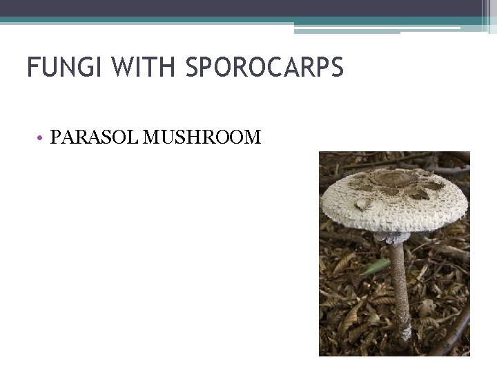 FUNGI WITH SPOROCARPS • PARASOL MUSHROOM 