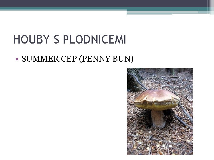 HOUBY S PLODNICEMI • SUMMER CEP (PENNY BUN) 